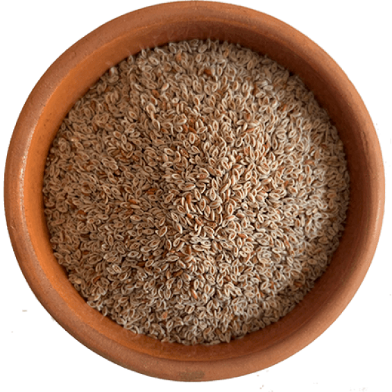 Karnıyarık Otu Tohumu Psyllium 100 gr Karnıyarık Otu Tohumu Psyllium 100 gr